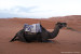 Camel resting in the Erg Chebbi dunes