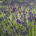 Lavender at Lavandula near Daylesford, Victoria