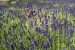 Lavender at Lavandula near Daylesford, Victoria