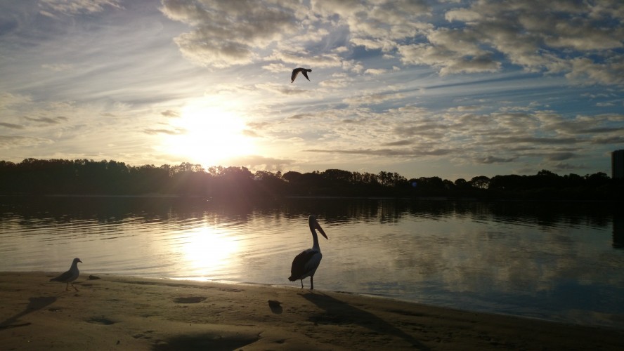 Pelican at the estuary, Currumbin