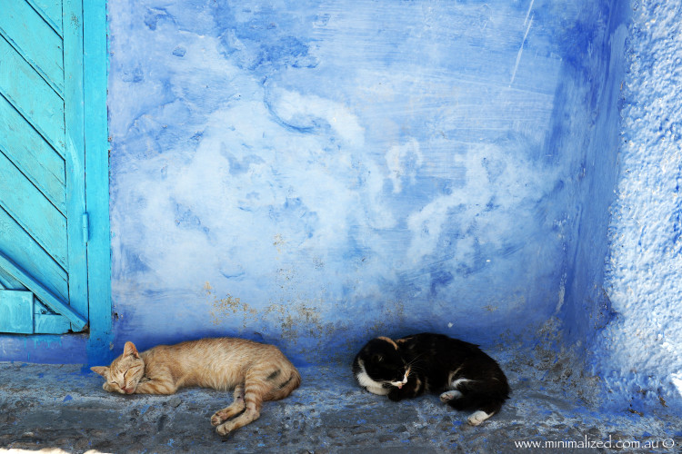 Cats napping in Chefchaouen